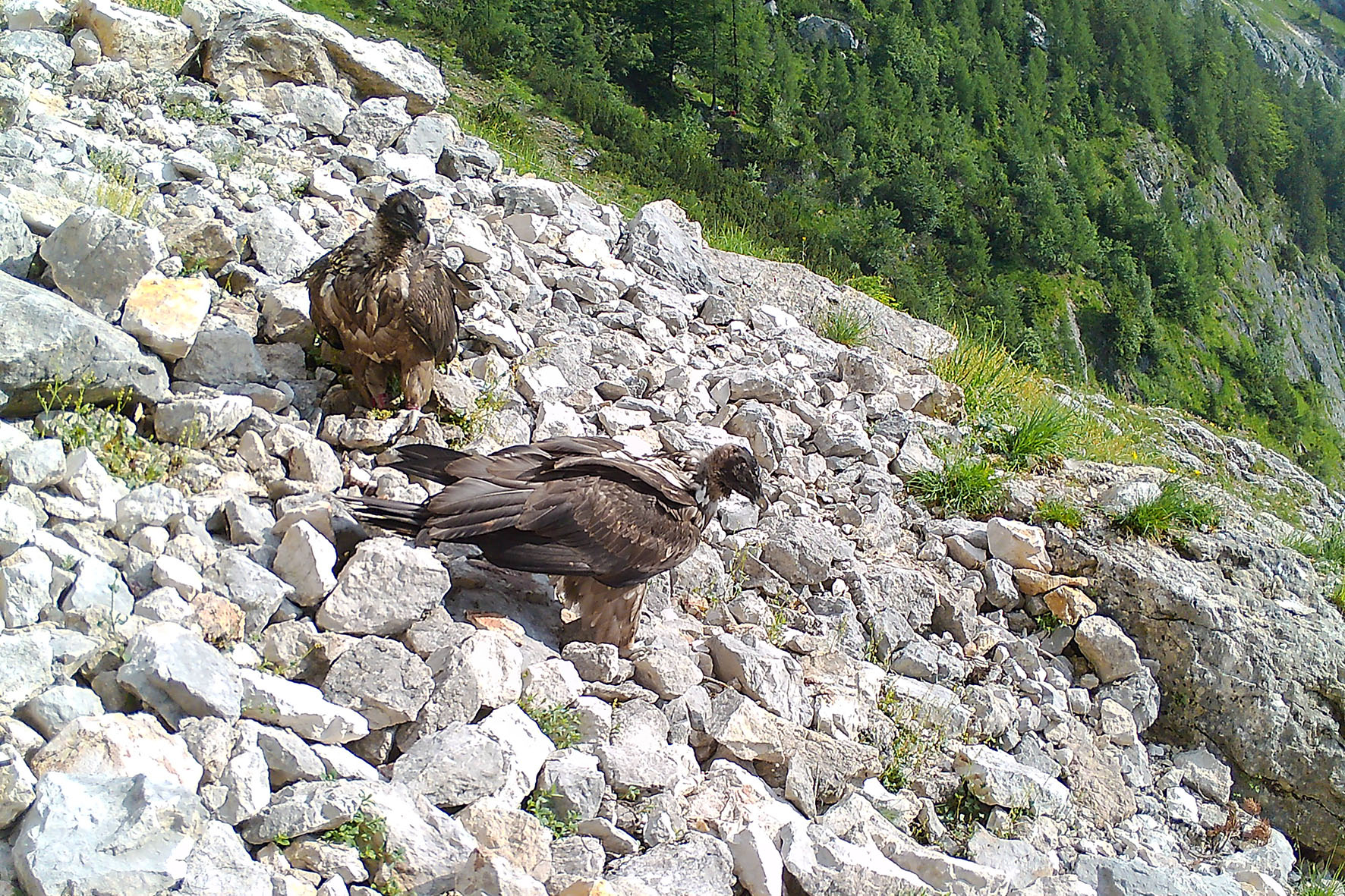 Pressebild: Dem Verein „Wildes Bayern e.V.“ wurde wiederholt gerichtlich und nun rechtskräftig die Behauptung und Verbreitung unwahrer und herabsetzender Aussagen zur Wildbestandsregulierung und zum Bartgeierprojekt im Nationalpark Berchtesgaden untersagt.