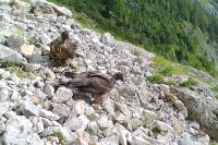 Dem Verein „Wildes Bayern e.V.“ wurde wiederholt gerichtlich und nun rechtskräftig die Behauptung und Verbreitung unwahrer und herabsetzender Aussagen zur Wildbestandsregulierung und zum Bartgeierprojekt im Nationalpark Berchtesgaden untersagt.