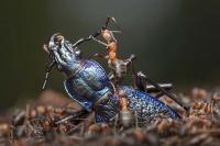 Bildnachweis: Ingo Arndt