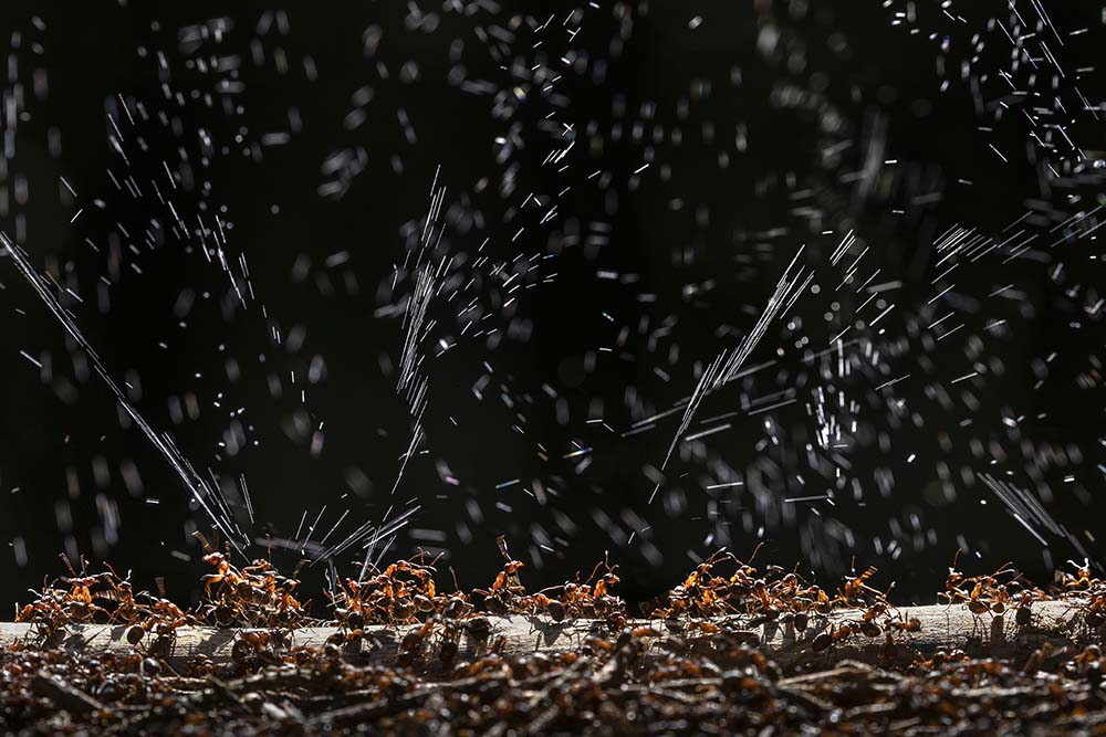 Pressebild: Bildnachweis: Ingo Arndt