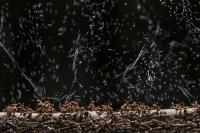 Bildnachweis: Ingo Arndt