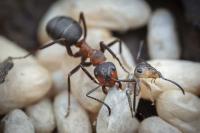 Bildnachweis: Ingo Arndt