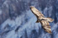 Nepomuk am Jenner, Ende Januar 2026 
© Christian Steiger