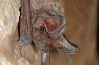Die Europäische Bulldogg-Fledermaus ist eine große und hochmobile Fledermausart, die vor allem im Mittelmeerraum zuhause ist. Ein Expertenteam hat diese Art erstmals im Nationalpark Berchtesgaden nachgewiesen.