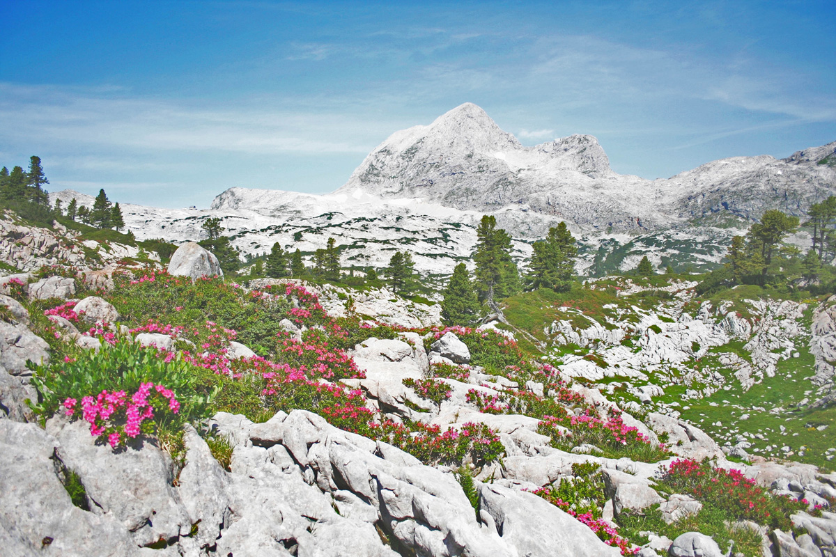 Gebirgslandschaft mit Alpenrosen