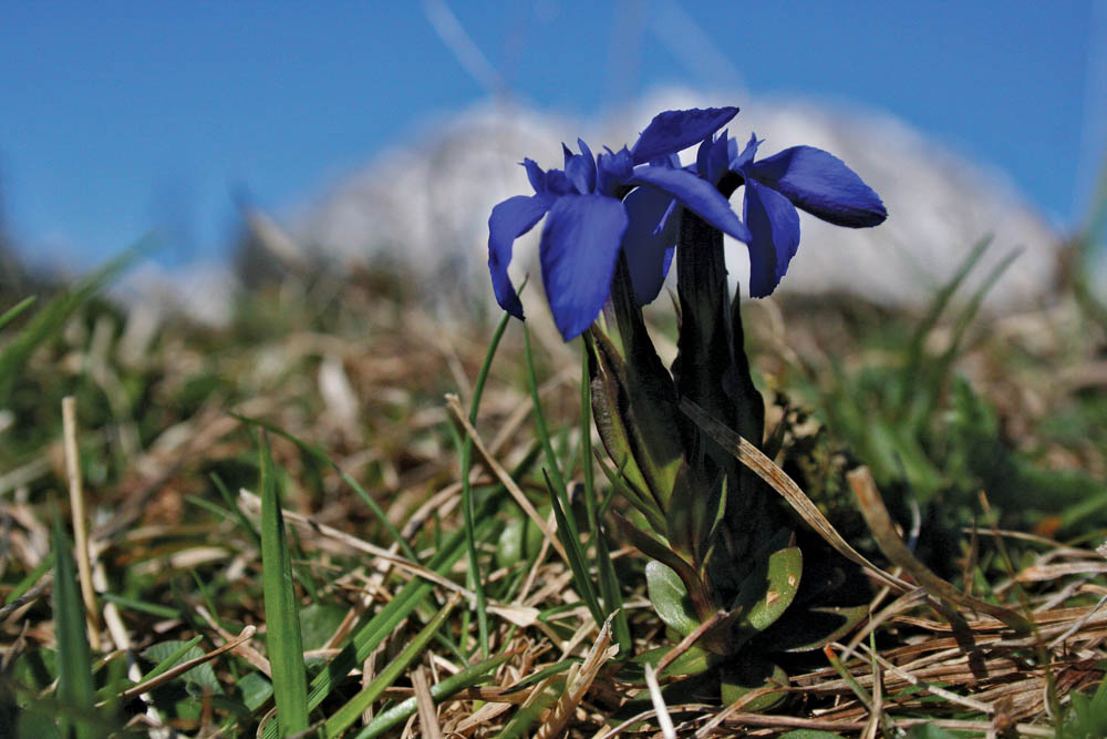 Vielfalt der Pflanzen – Klausbachtal