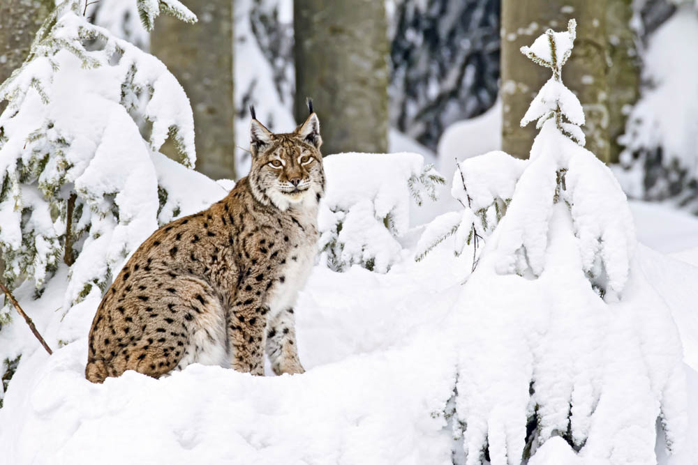 Wolf, Bär, Luchs und Mensch! – Klausbachtal